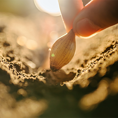 الزراعة والغابات